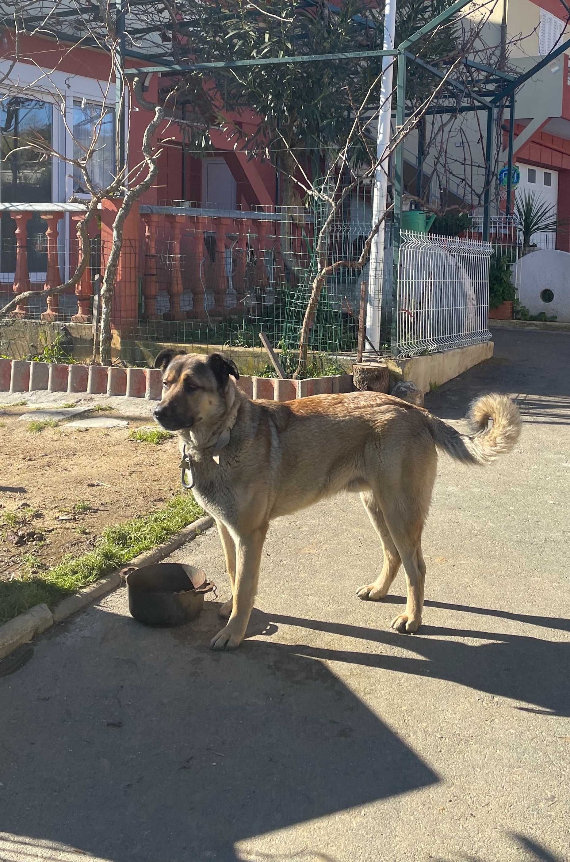 (Raça da Estrela)-cão porte grande para adoção com boletim veterinário