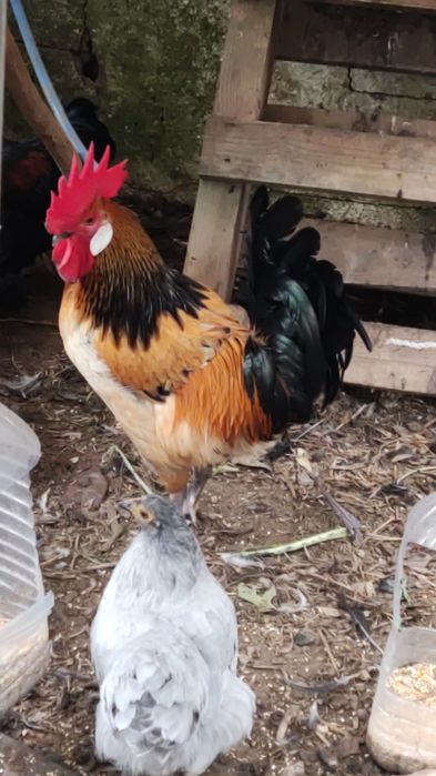 Galos Andaluza Surenha Morucha