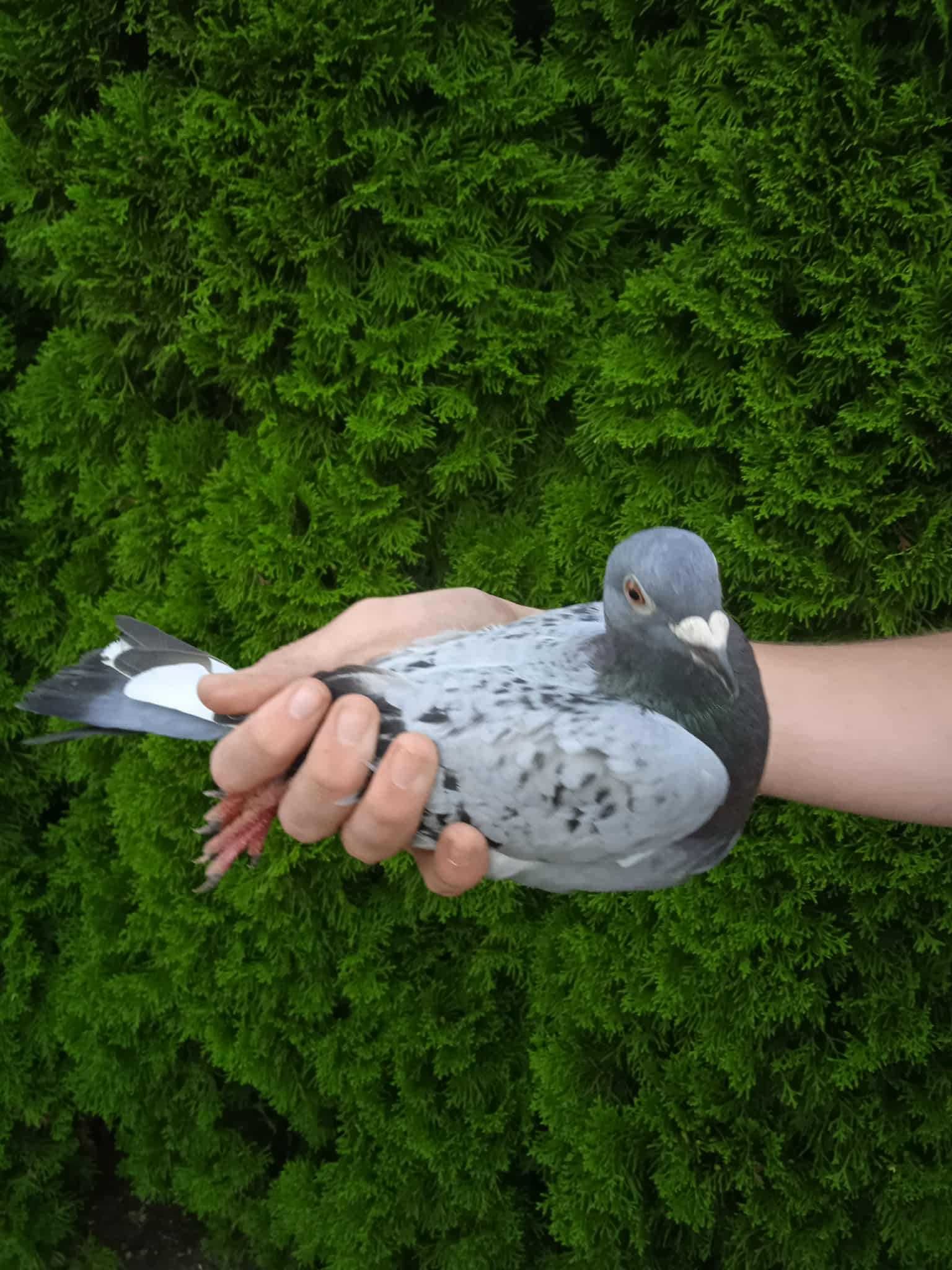 gołębie pocztowe