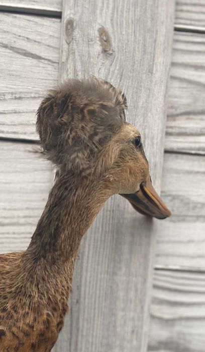 Biegusy czubate na sprzedaż. Kaczka i dwa kaczorki