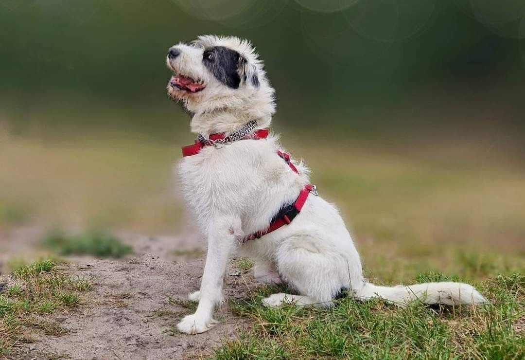 Terrier Reks szuka domu