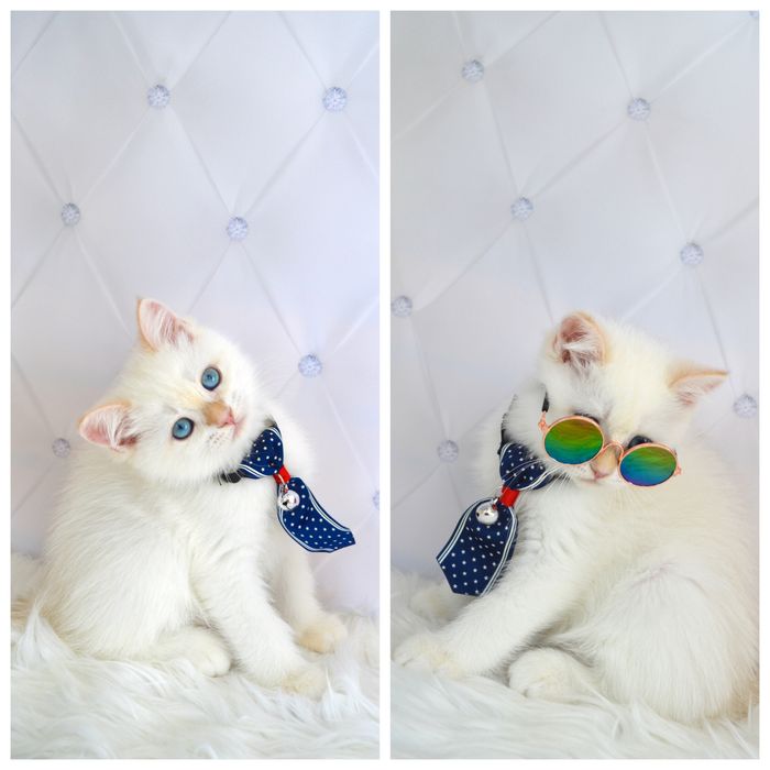 Британська шиншила поінт