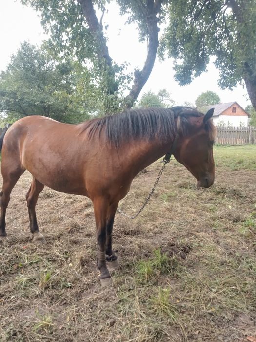 Продається кобила,4роки.