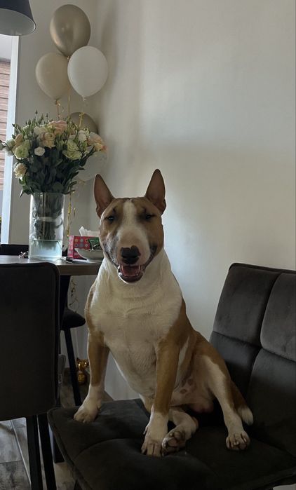 Миниатюрный бультерьер. Кобель. Вязка