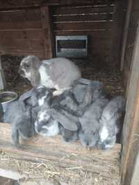 Młode króliki barany