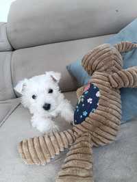 West Highland white terrier