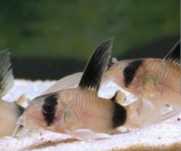 Corydora panda véu