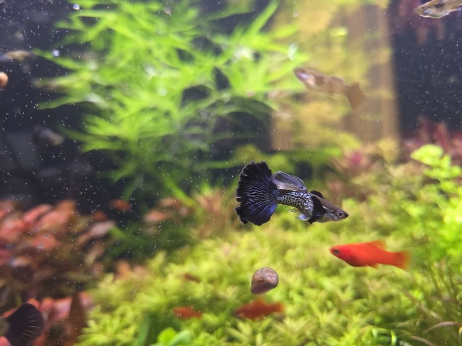 Gupik blue dragon dumbo halfmon