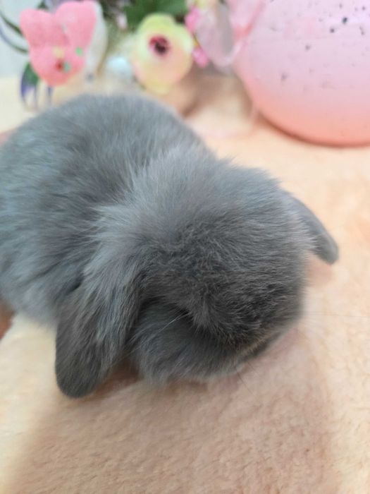 Миниатюрный породистый крольченок Мини Лоп от выставочных родителей.