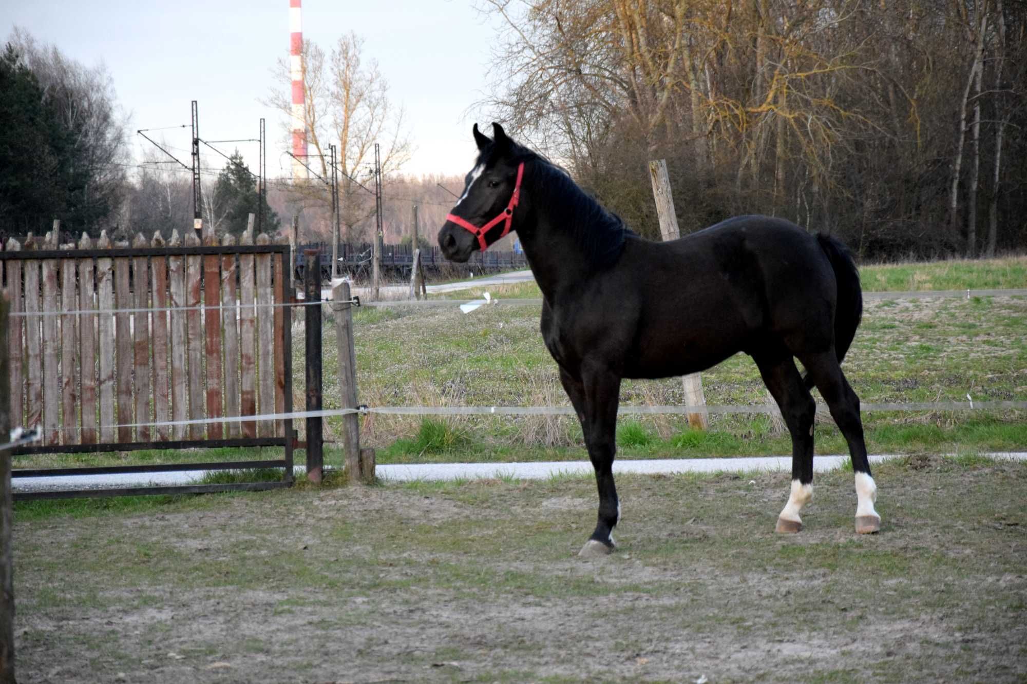 Koń Kary polski koń sportowy