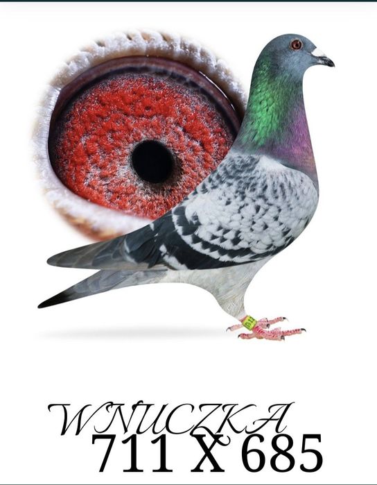Gołąb pocztowy Samiec M.Ankus x T. Rumiński