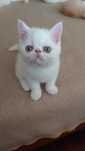 Gatinho Persa Exotico