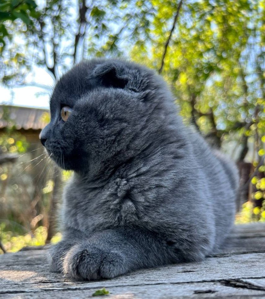 Шотландські плюшеві висловухі котята!!!Поспішайте є в наявності