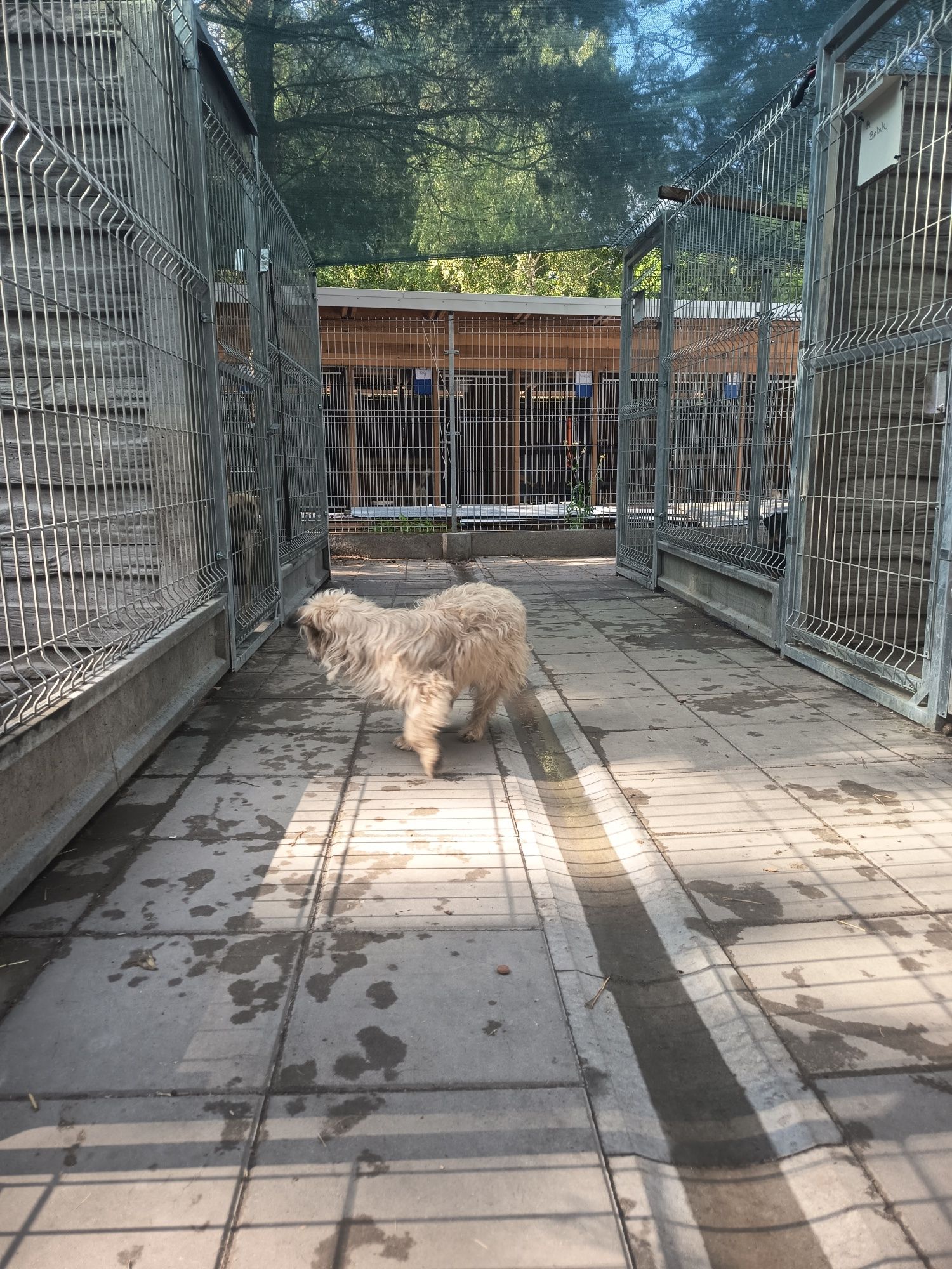 1 rok, 8kg, długowłosa Bunia w schronisku, adopcja za darmo oddam
