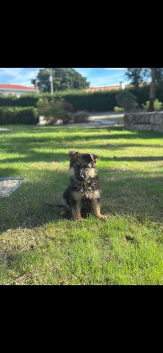 Pastor alemão pêlo curto