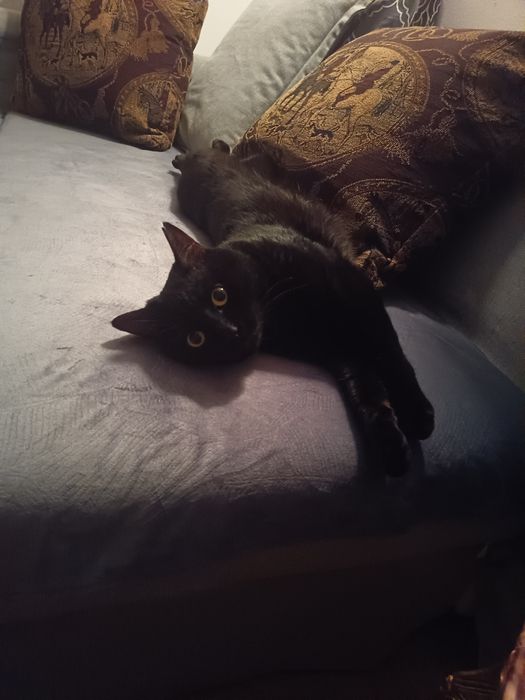 Kot brytyjski czarny