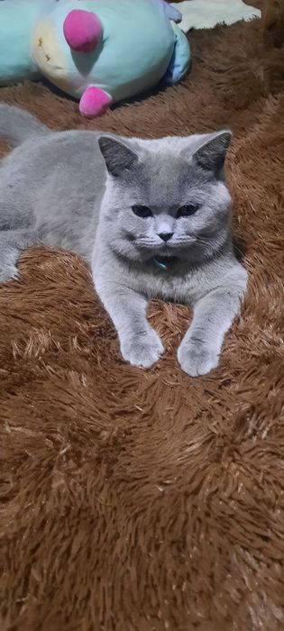 Шотландський прямовухий котик чекає на в'язкуВ'язка