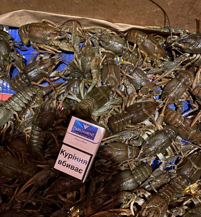 Продам живи раки оптом вид 5 кг