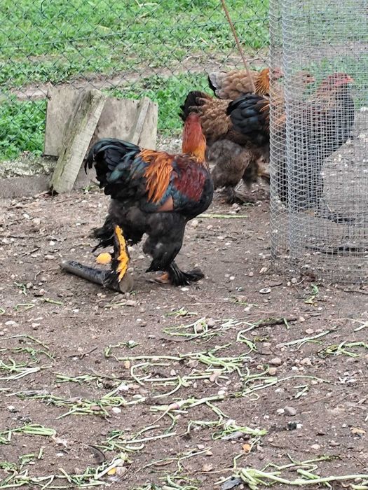 4 casais de Brahma perdiz