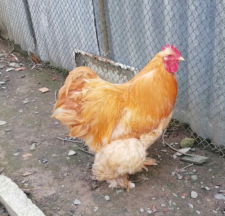 Продам півней породи кохінхін