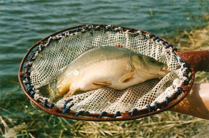 Ryby narybek sandacz  karp wegorz zloty