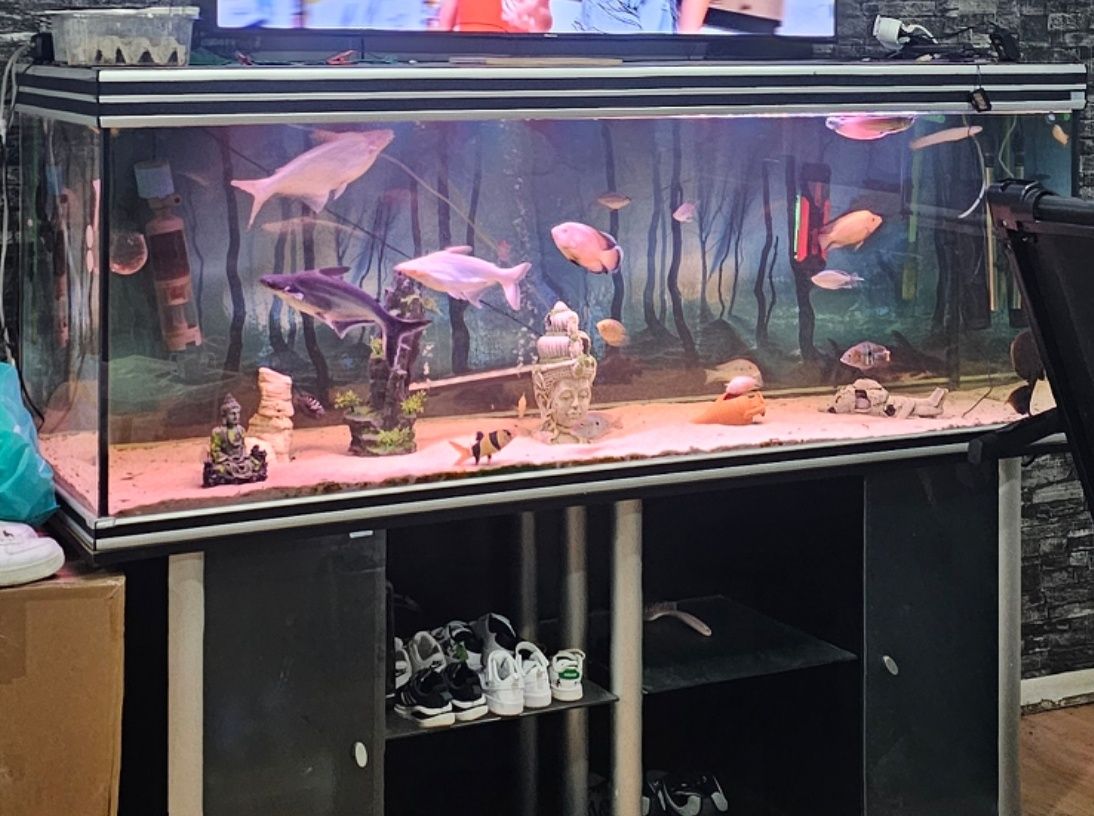 Aquário aqualantis