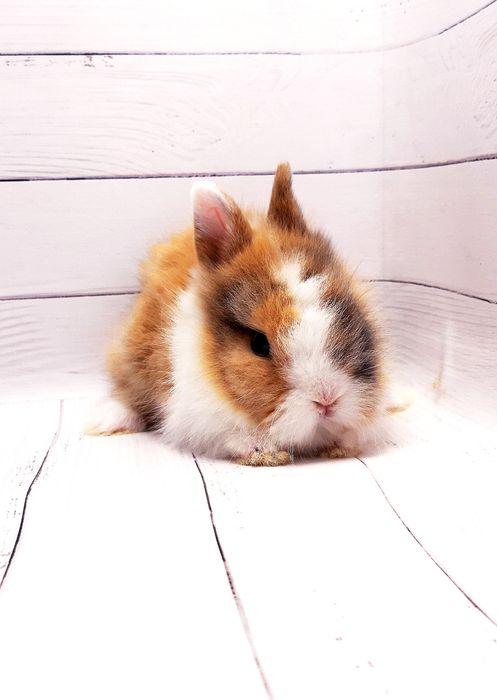 Карликовые мини кролики торчеухие и вислоухие декоративные,клетки,корм