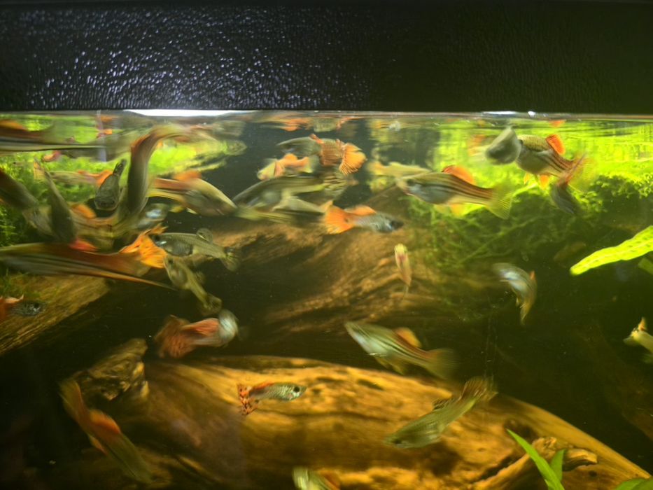 Piękny Gupik Pawie Oczko Mieczyk Zielony Wlasna hodowla Warszawa