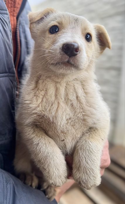 Мальчикам нужен дом!!!