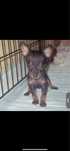 Pinscher Mini Casa do tavarsbull