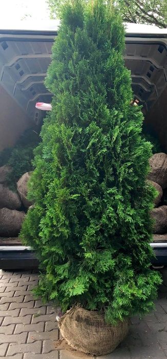 Tuja szmaragd, tuje, thuja szmaragd od 80 do 250 cm!