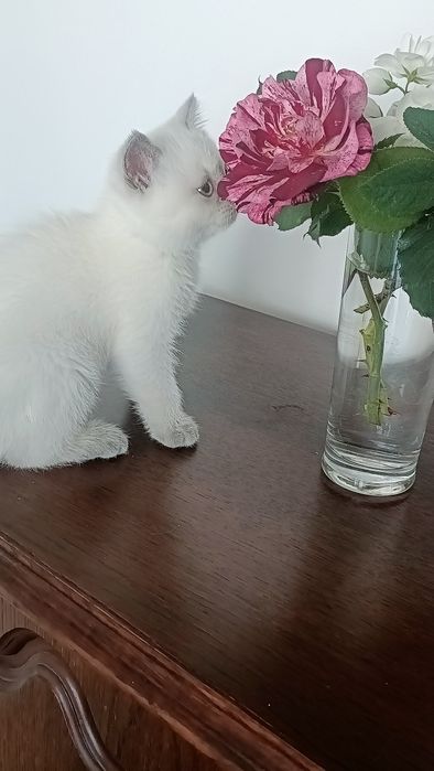 Kocurek brytyjski krótkowłosy