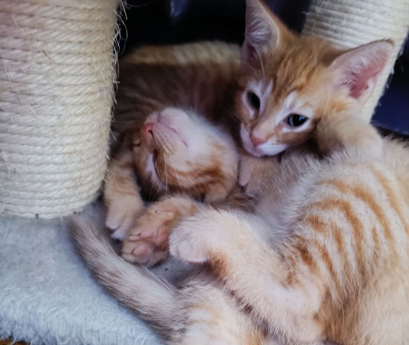 Piękne małe kocurki kociaczki do adopcji od zaraz
