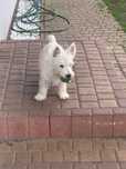 West Highland White Terrier szczeniak odchowana suczka ZKwP.
