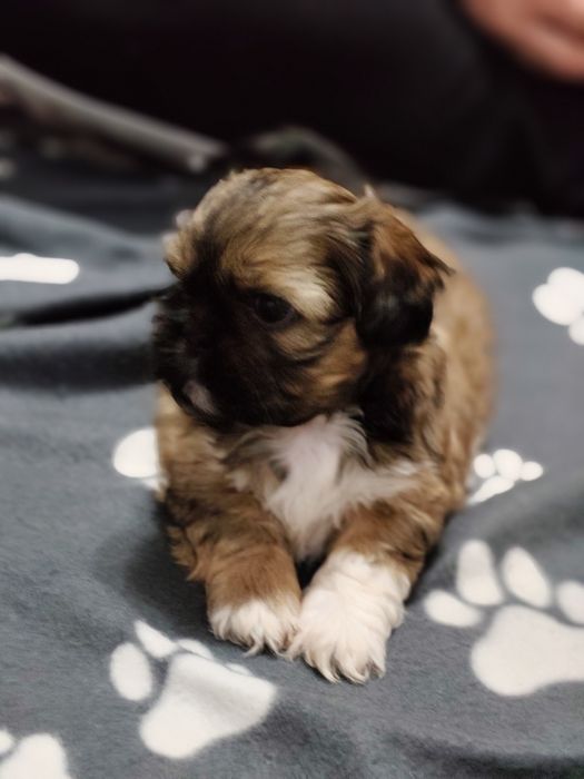 Piękny Shih Tzu z rodowodem