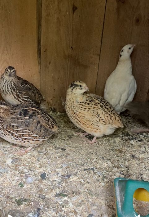 Jaja jajka przepiórcze konsumenckie i lęgowe Ekologiczene