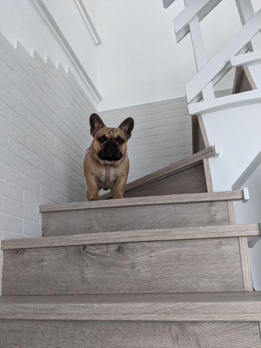 В'язка Французький Бульдог