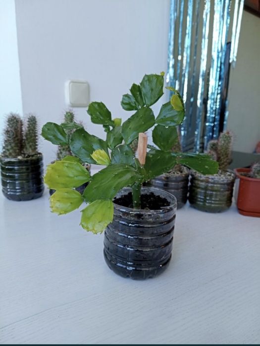 Кактус опунция, опунція