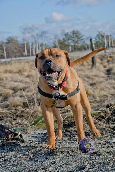 Clyde - ttb pitbull amstaff szuka domu. Adoocja. Pies