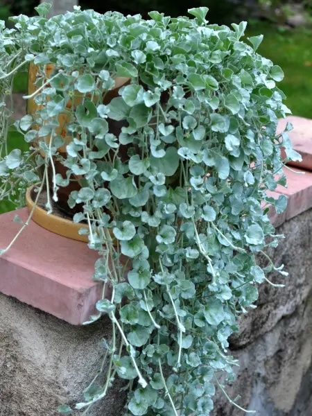 Dichondra sadzonki