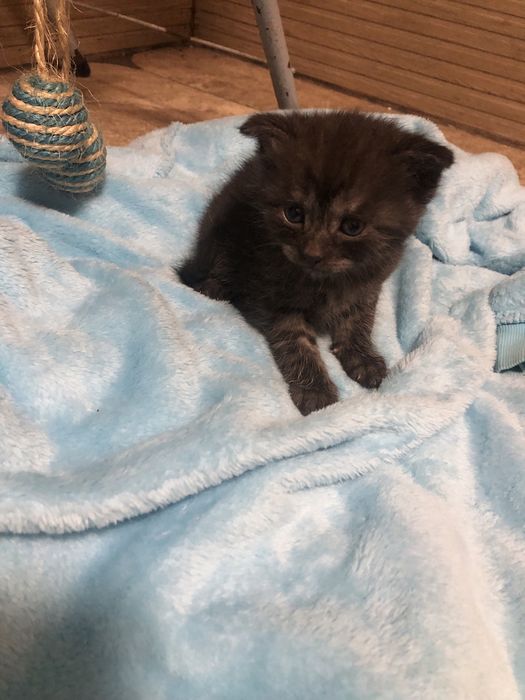 Хлопчик  котик  сірий( подарунок на Миколая)