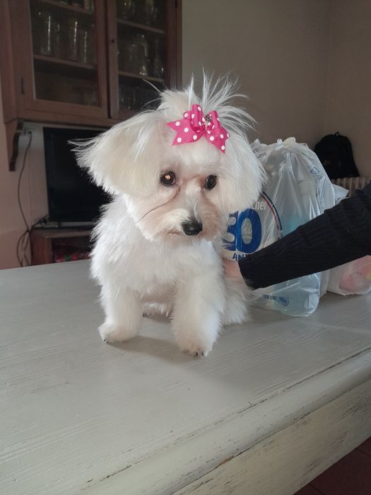 Вязка хлопчика мальтезе