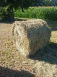 Sprzedam siano bal 130cm