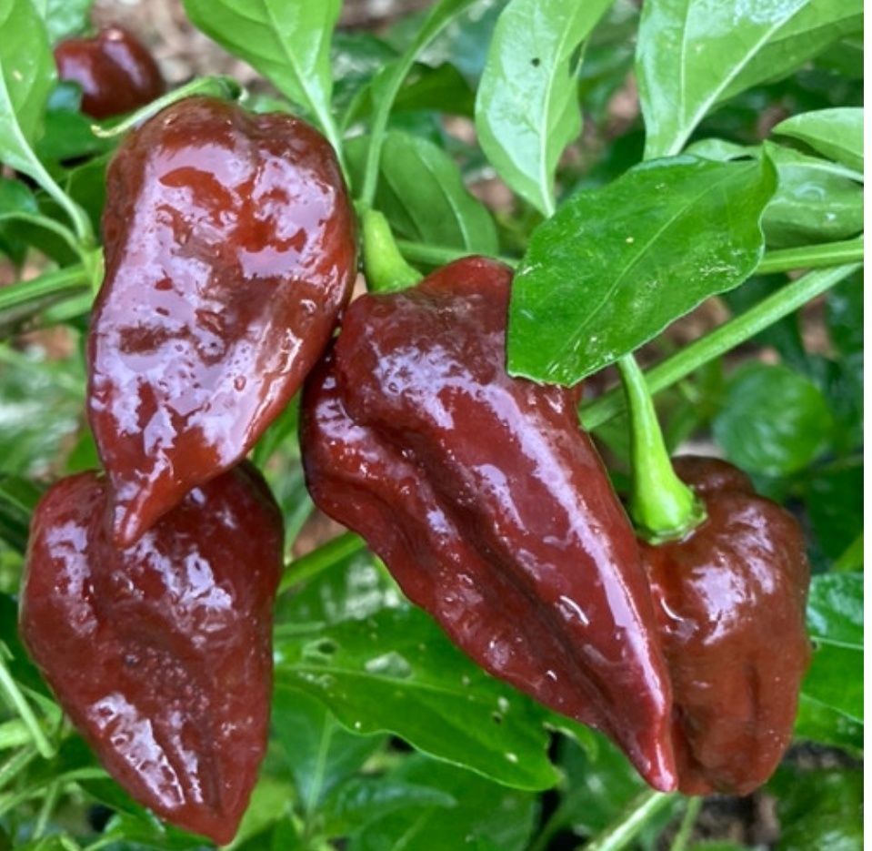 Novas adições: pimentas/ chilli peppers/ "malaguetas"