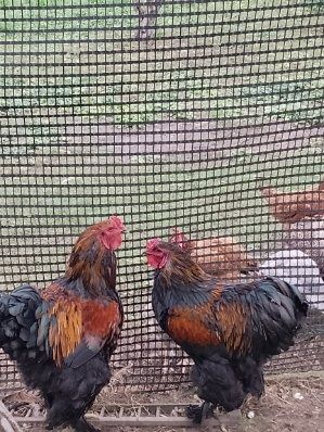 Sprzedam różny drob