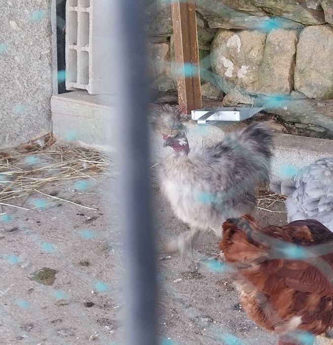 Galo sedoso show girl