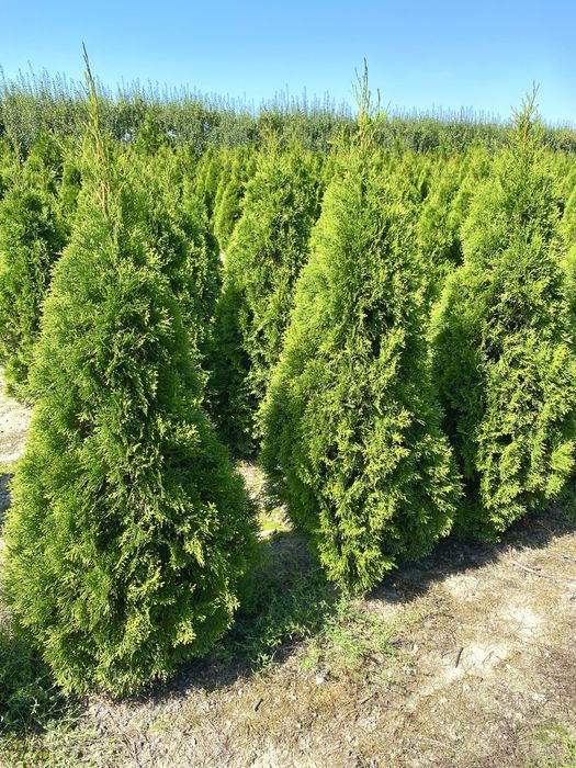 Tuja Szmaragd – gęsty, zielony żywopłot prosto od producenta!