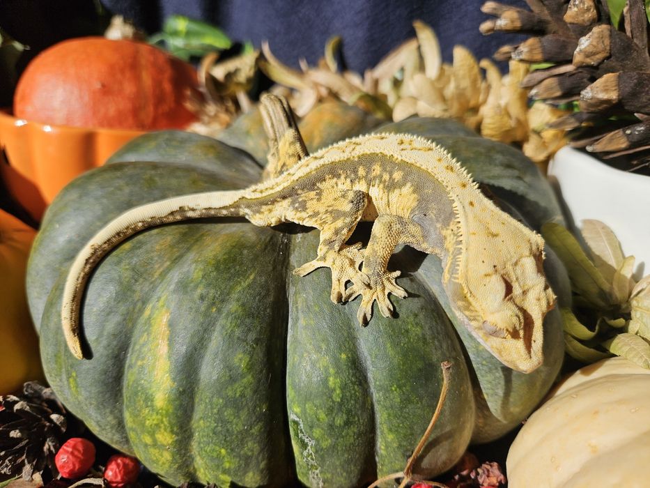 Gekony orzęsione duże.