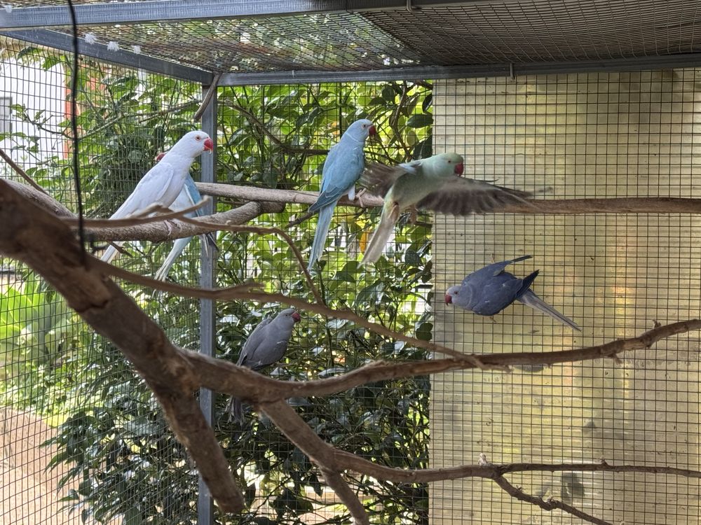Ring Necks - Aves de 2024