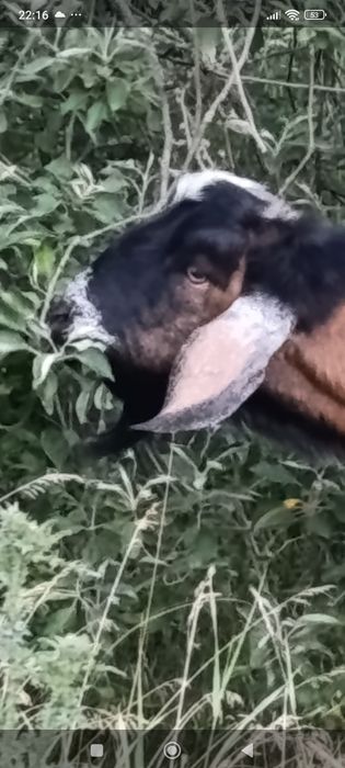 ПРОДАМ НА ПЛЕМЯ: нубийца 90%.В Добрые руки